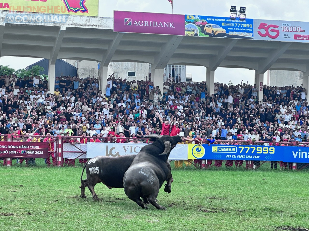 Hàng nghìn người đội mưa đón xem Lễ hội chọi trâu Đồ Sơn - VTV 2025. Hàng nghìn người đội mưa đón xem Lễ hội chọi trâu Đồ Sơn - VTV 2025.