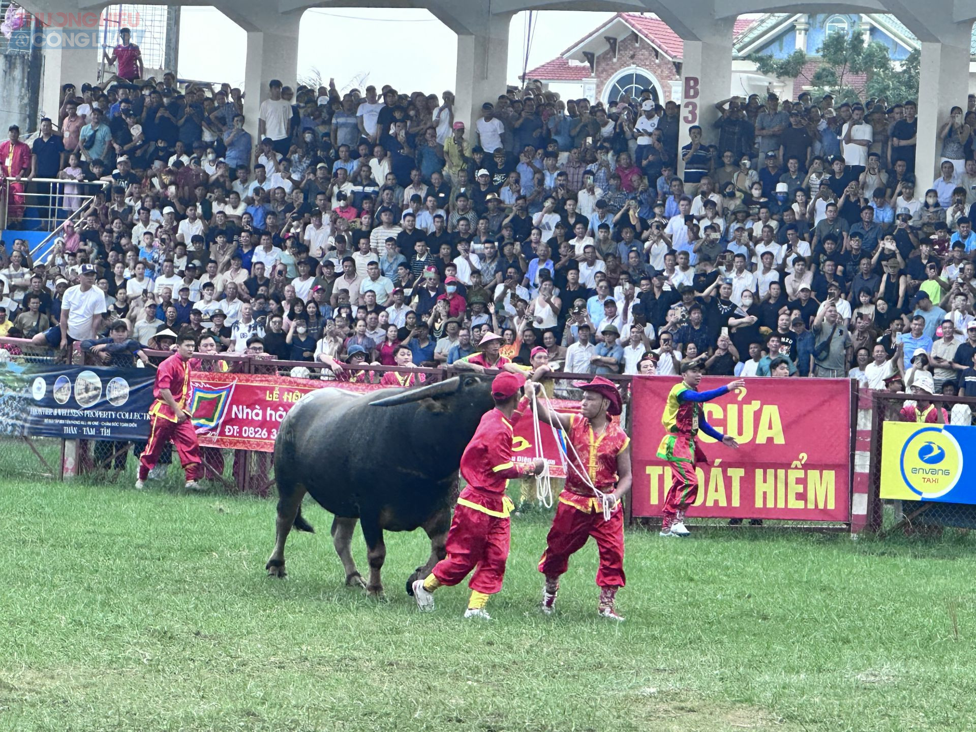 Hàng nghìn người dân đội mưa xem Chọi Trâu Đồ Sơn - VTV 2025