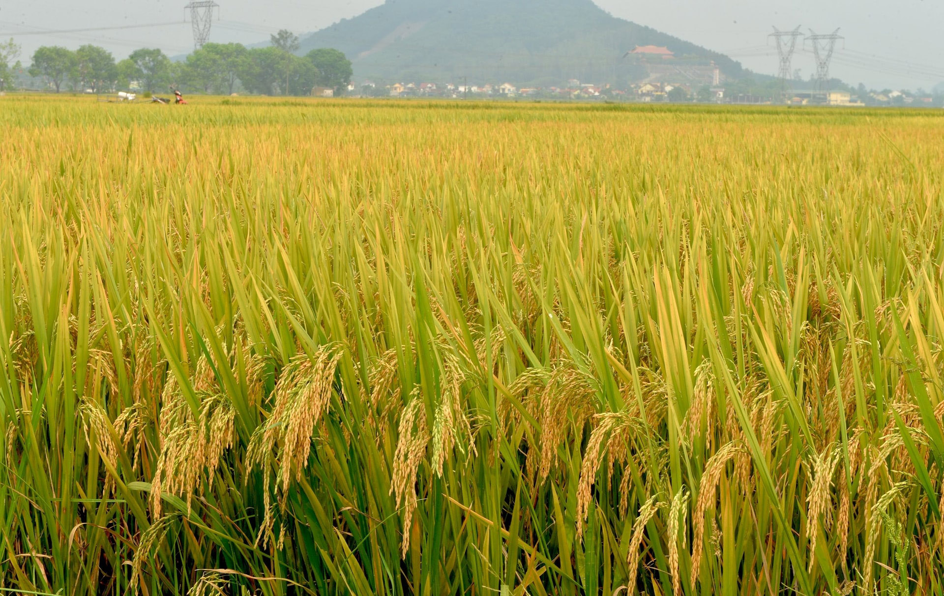 Giá lúa gạo hôm nay ngày 30/9: Giá lúa tăng mạnh. (Ảnh minh họa)
