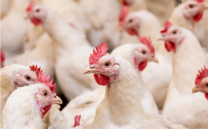 Gia cầm châu Âu - An toàn và truy xuất nguồn gốc được đánh giá cao tại Việt Nam