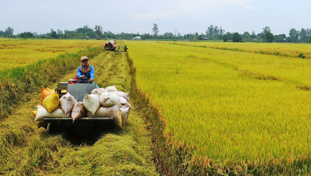 Giá lúa gạo hôm nay ngày 1/10: Lúa tươi vững giá, gạo xuất khẩu đảo chiều giảm. (Ảnh minh họa) Giá lúa gạo hôm nay ngày 1/10: Lúa tươi vững giá, gạo xuất khẩu đảo chiều giảm. (Ảnh minh họa)