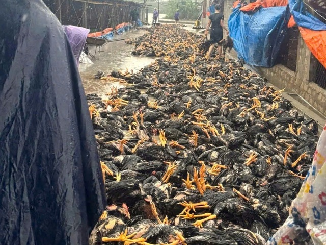 Bão số 10 khiến gần 400 nghìn con gia cầm, hơn 1.200 gia súc chết.