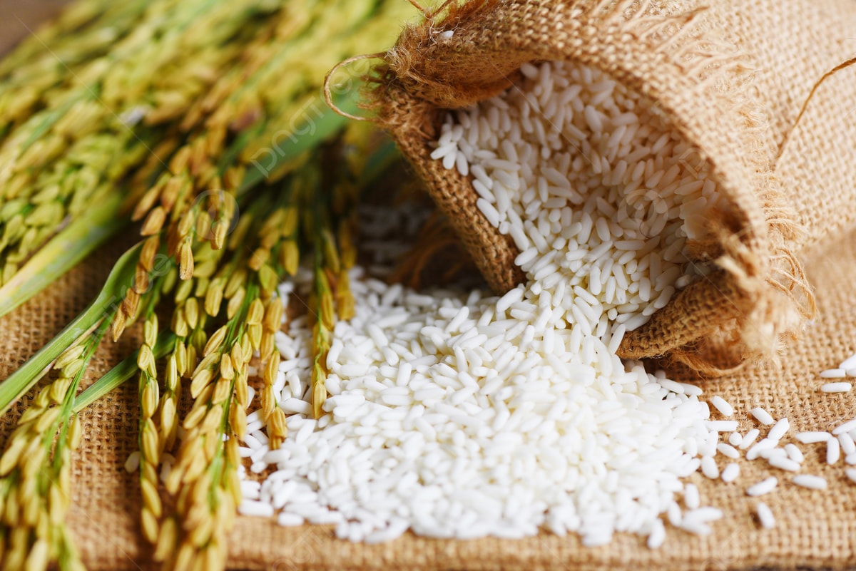 Giá lúa gạo hôm nay ngày 4/10: Giá lúa gạo ổn định. (Ảnh minh họa)