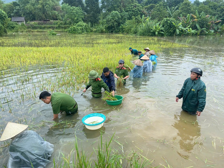 Công an xã Vị Xuyên (tỉnh Tuyên Quang) gặt lúa chạy lũ giúp Nhân dân. Công an xã Vị Xuyên (tỉnh Tuyên Quang) gặt lúa chạy lũ giúp Nhân dân.