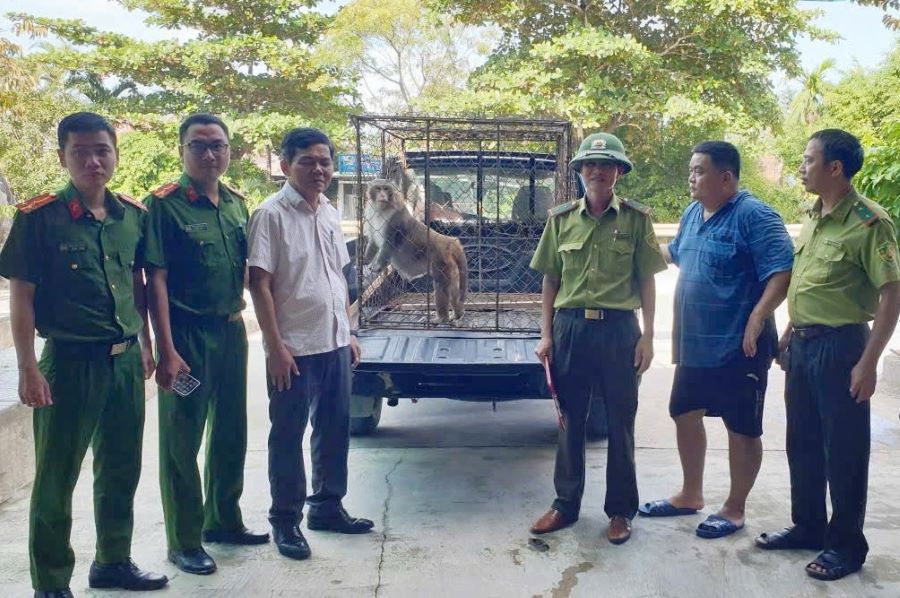 Quảng Trị: Thả cá thể khỉ đuôi lợn quý hiếm về môi trường tự nhiên