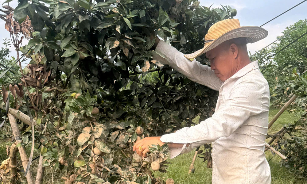 Người dân phường Phượng Sơn chăm sóc vườn cam sau cơn bão số 10.