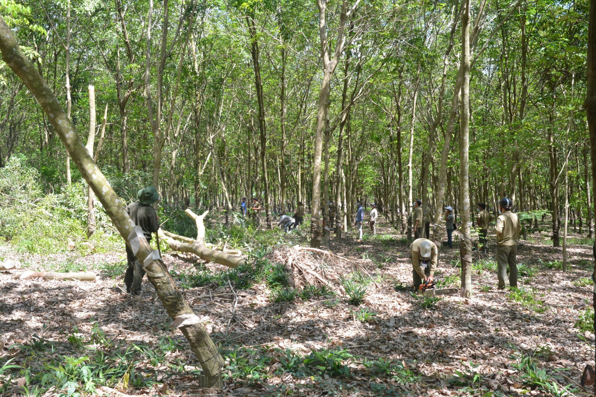 Tây Ninh xử lý nghiêm các hành vi vi phạm pháp luật về lâm nghiệp