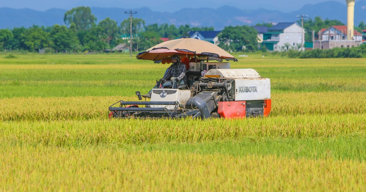 An Giang là tỉnh có diện tích trồng lúa lớn nhất nước.