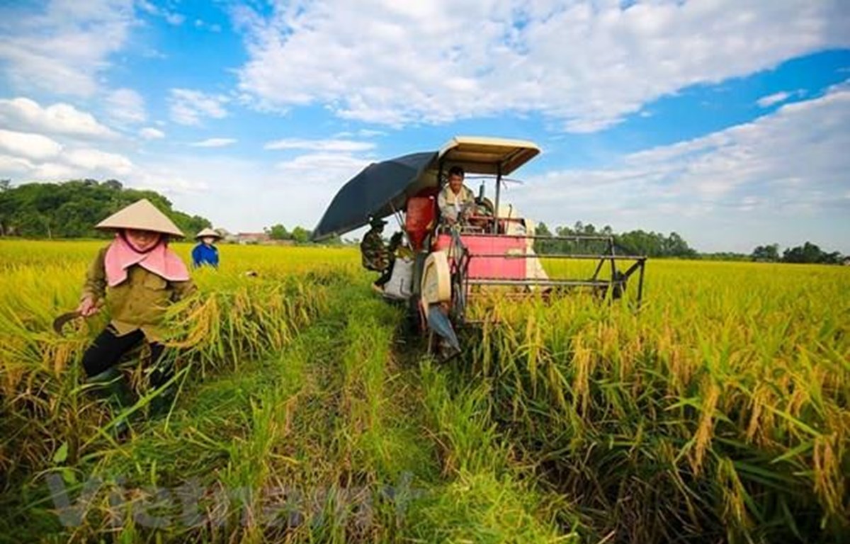 Giá lúa gạo hôm nay ngày 5/10: Đi ngang, tuần qua giá lúa tươi tăng mạnh. (Ảnh minh họa)