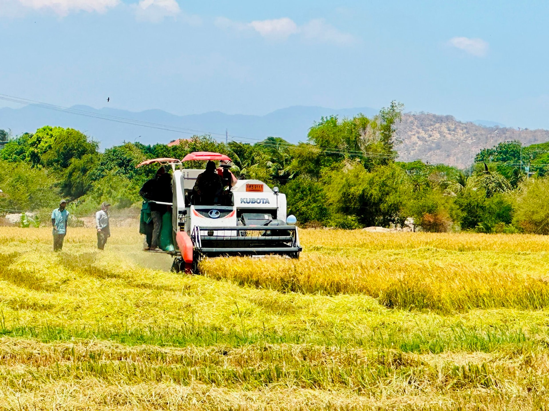 Người dân tỉnh An Giang thu hoạch lúa.