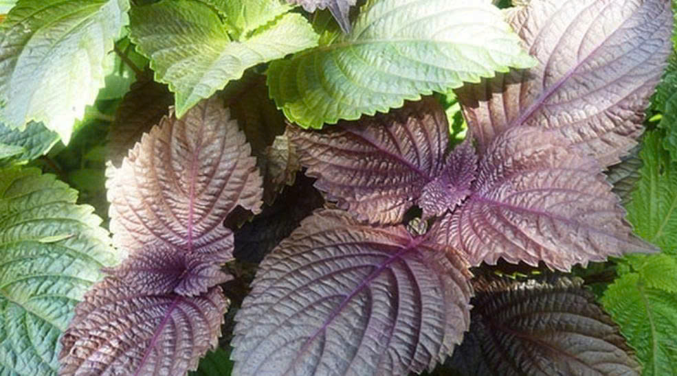 Ảnh minh họa Ảnh minh họa