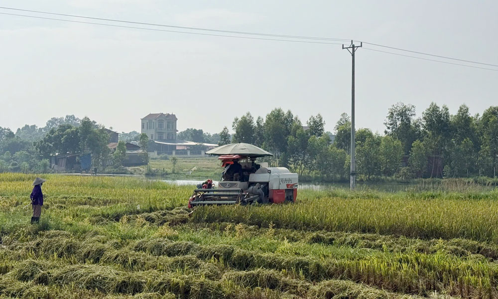 Nông dân phường Việt Yên khẩn trương thu hoạch lúa mùa.