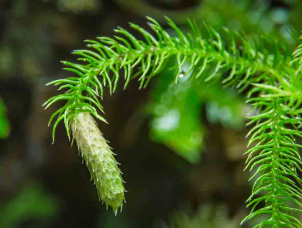 Thạch tùng răng giúp phòng ngừa và cải thiện tình trạng suy giảm chức năng não bộ