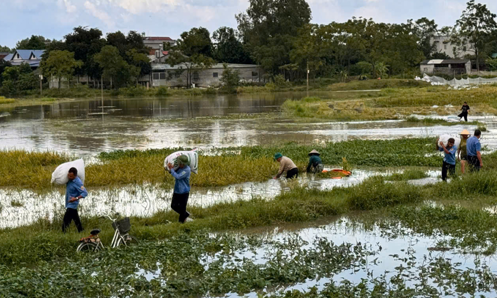 Bắc Ninh: Đẩy nhanh tiến độ thu hoạch lúa mùa, hạn chế thiệt hại do mưa bão