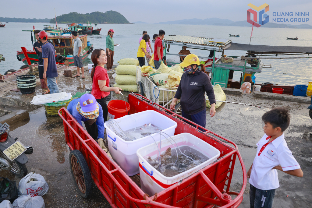 Thu mua hải sản tại đặc khu Cô Tô. Thu mua hải sản tại đặc khu Cô Tô.