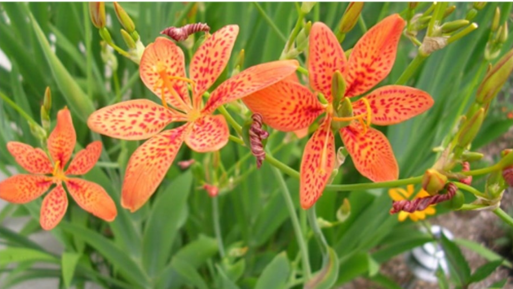 Rẻ quạt là thảo dược giúp hỗ trợ cải thiện viêm họng