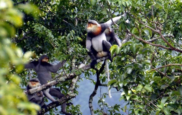 Gia Lai: Vườn quốc gia Kon Ka Kinh cứu hộ thành công 38 cá thể động vật nguy cấp quý hiếm