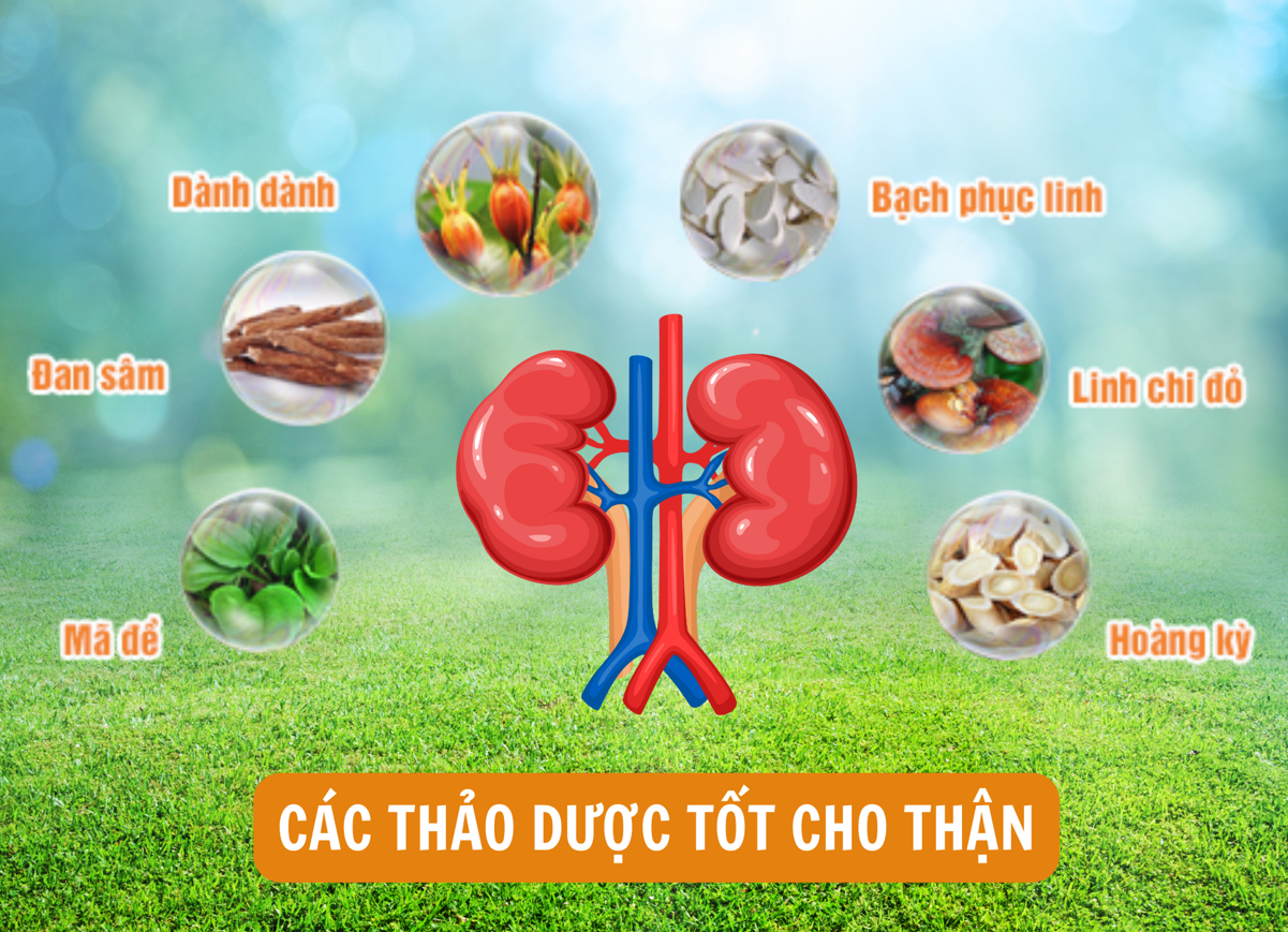 Sản phẩm chứa các thảo dược giúp cải thiện bệnh suy thận độ 2 hiệu quả