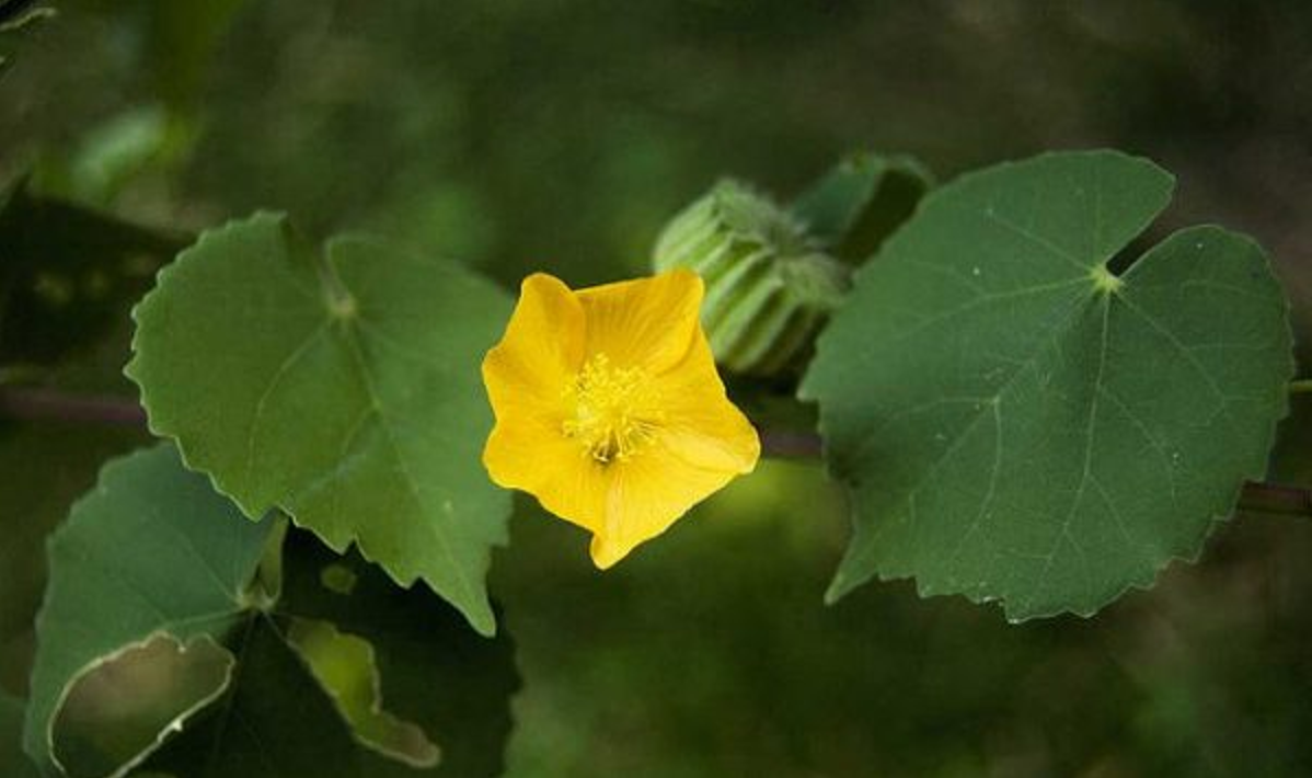 Cây cối xay giúp cải thiện ù tai, có tiếng ve kêu trong tai