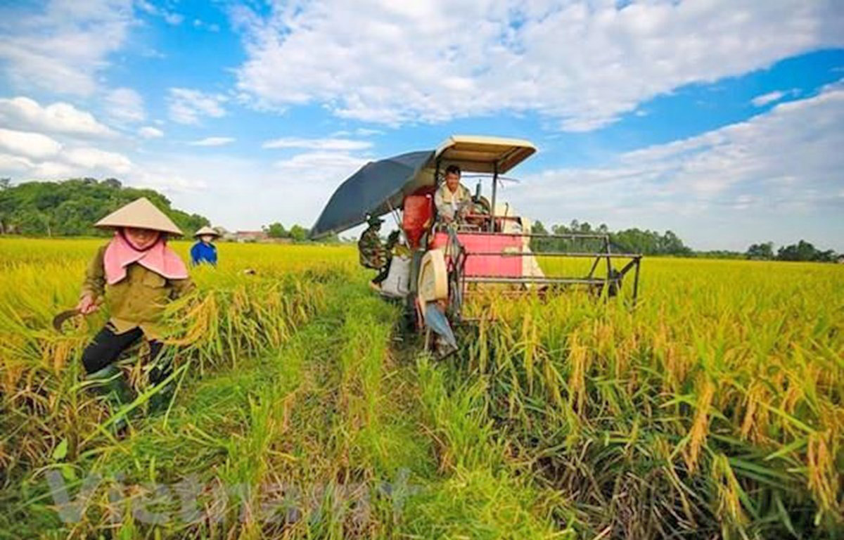 Giá lúa gạo hôm nay ngày 11/10: Gạo xuất khẩu tiếp đà giảm. (Ảnh minh họa)