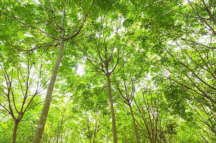 Giá cao su 12/10: Kết thúc tuần giao dịch biến động mạnh tại các sàn giao dịch châu Á