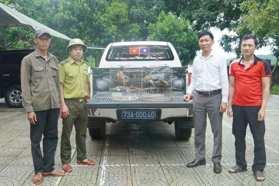 Quảng Trị: Người dân giao nộp 2 cá thể chim niệc nâu quý hiếm