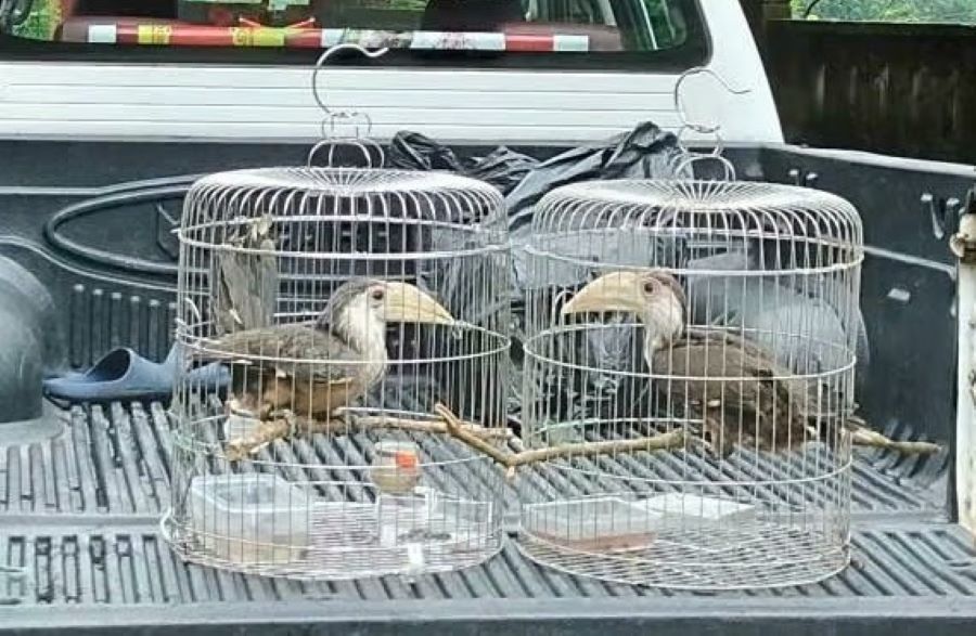 Hai cá thể niệc nâu đều khỏe mạnh khi được bàn giao.