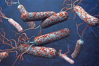 Bắc Ninh tăng cường công tác phòng, chống bệnh tả trên địa bàn tỉnh