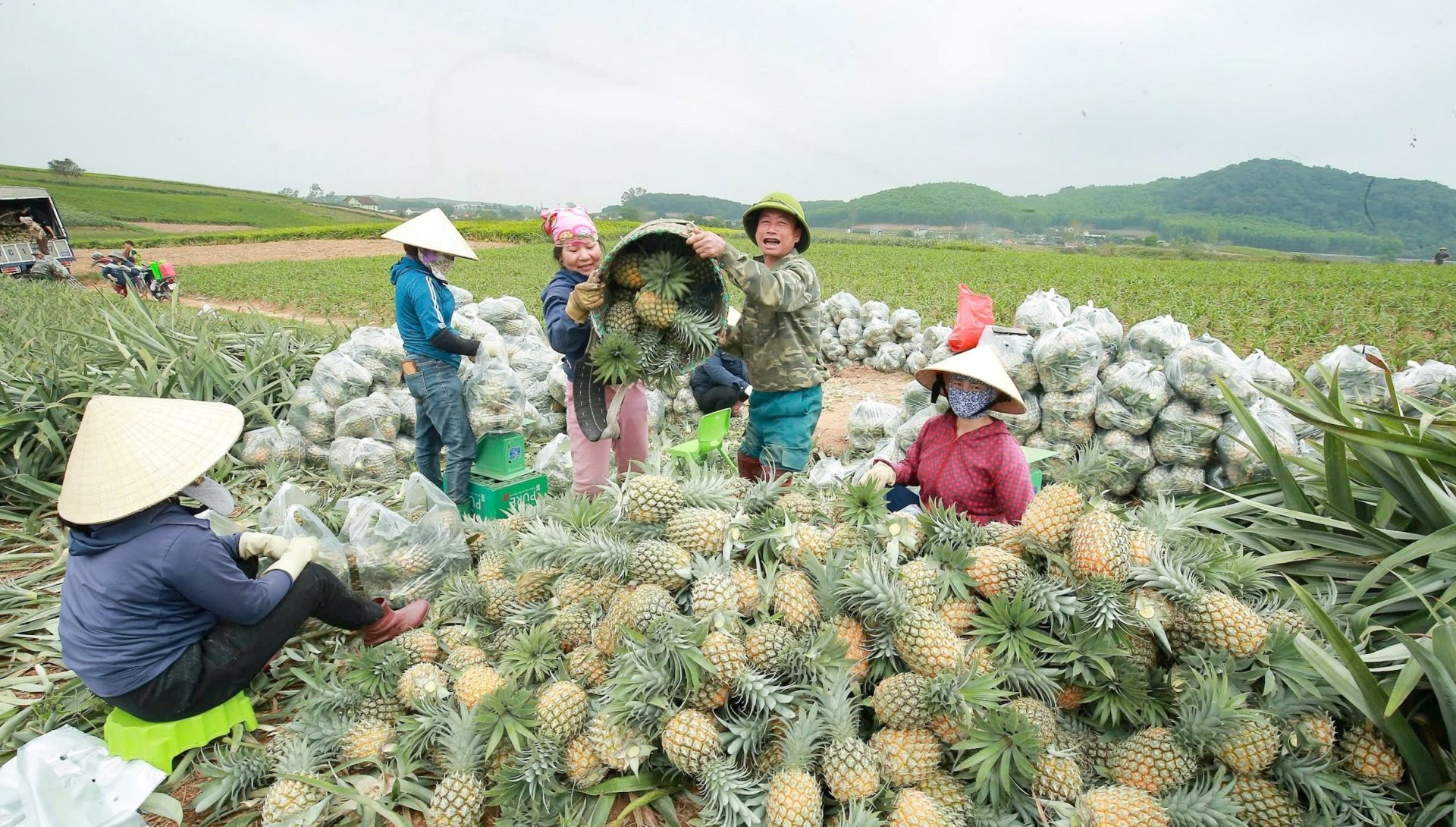 Giống dứa Queen loại này quả nhỏ, vỏ vàng đẹp, vị giòn ngọt nên rất được thị trường ưa chuộng.