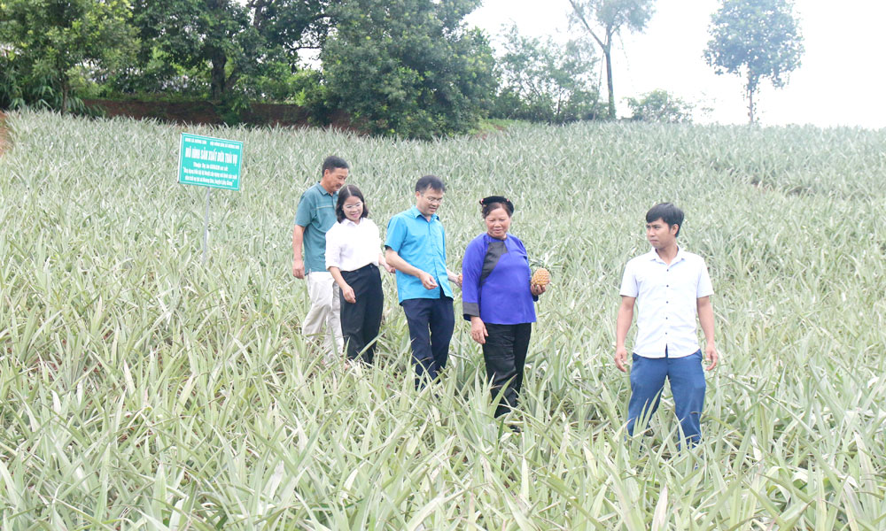 Sản phẩm dứa Hương Sơn của Hợp tác xã Dứa sạch Hương Sơn (xã Kép) đạt chứng nhận OCOP 3 sao.