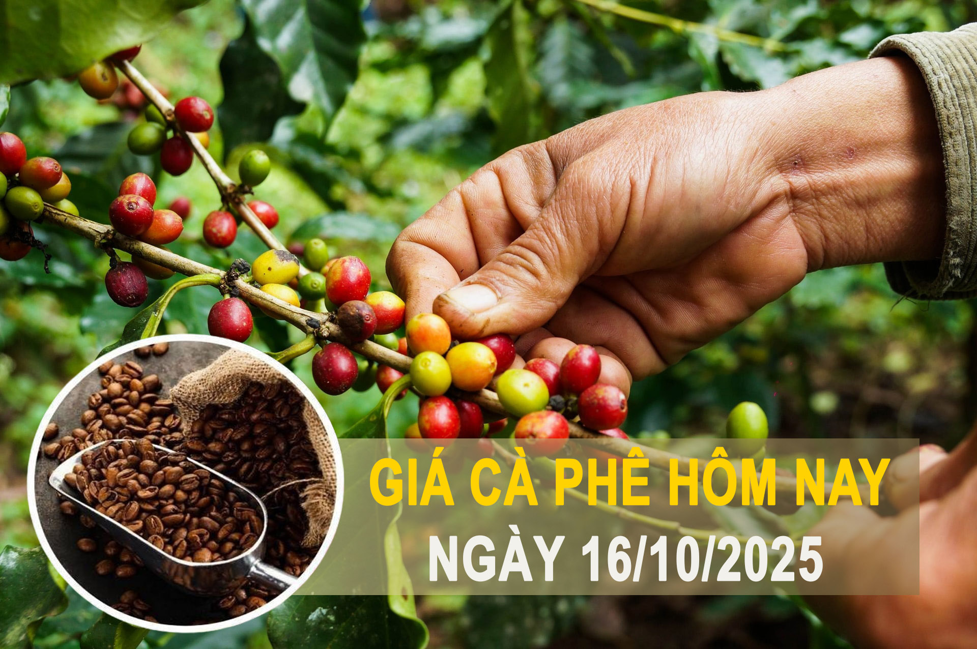 Giá cà phê hôm nay 16/10: Trong nước giảm nhẹ, thế giới “chia hai” - Arabica bứt phá, Robusta bị đẩy lùi
