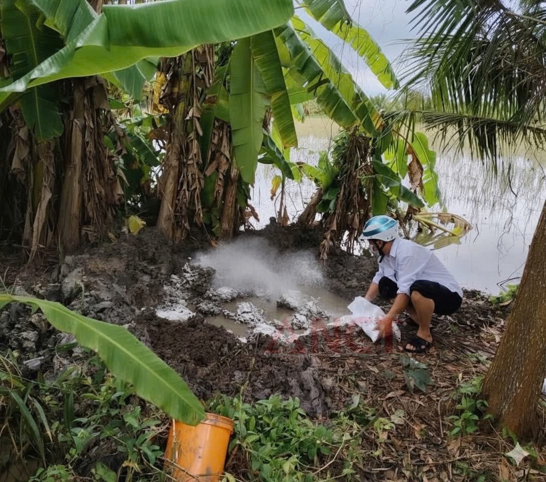 Tiêu hủy số thịt heo nhiễm bệnh. Tiêu hủy số thịt heo nhiễm bệnh.