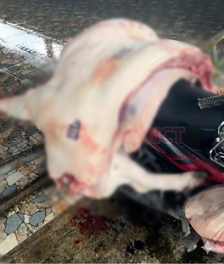 Cá thể heo nhiễm bệnh được cơ quan Công an phát hiện tại cơ sở giết mổ. Cá thể heo nhiễm bệnh được cơ quan Công an phát hiện tại cơ sở giết mổ.