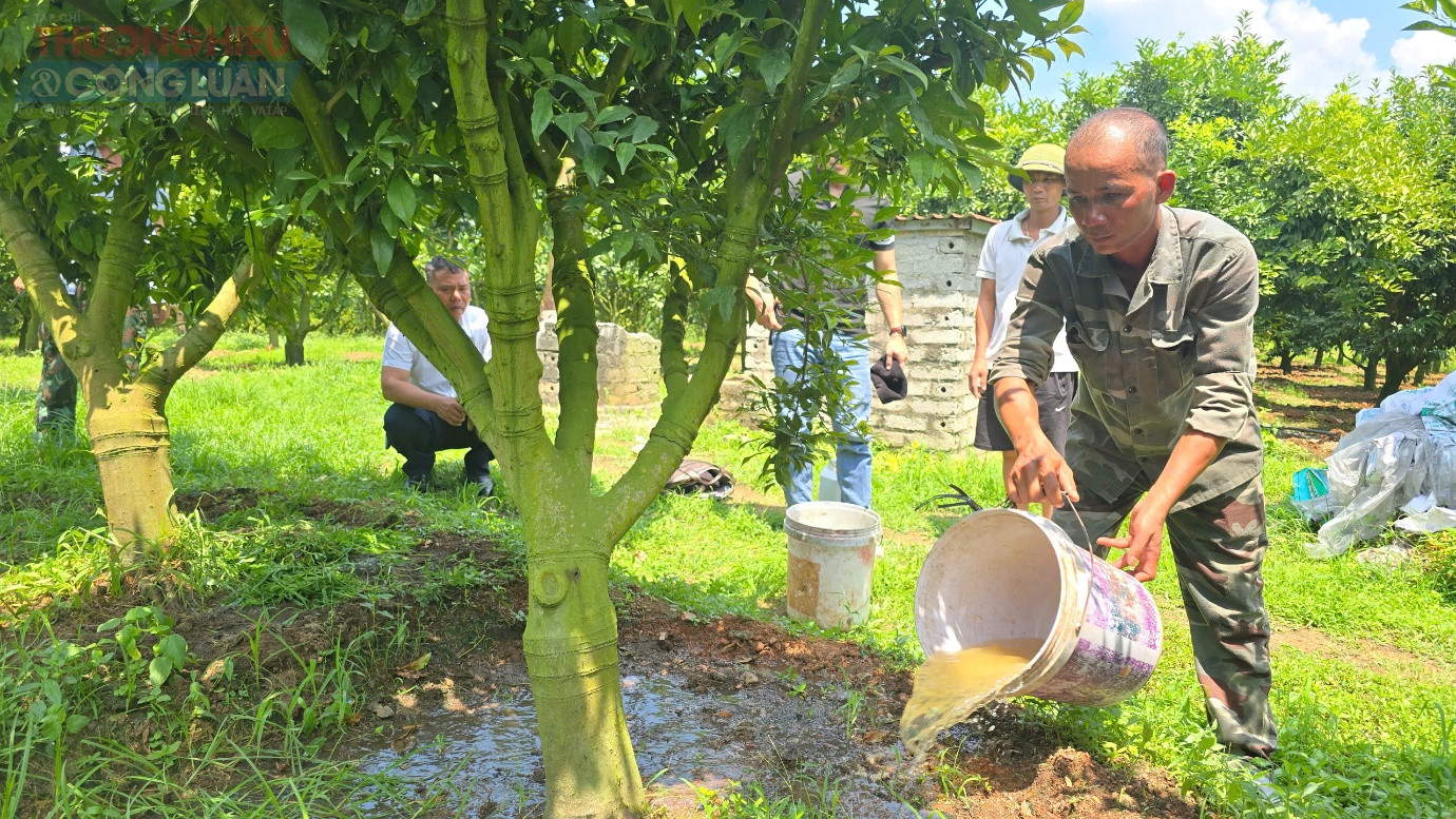 Cách ủ chế phẩm, liều lượng pha tưới, và cả cách quan sát màu lá, độ bóng vỏ quả để nhận biết cây có hấp thụ tốt hay chưa… đều được anh Thắng phổ biến hết sức gần dũi, dễ hiểu.