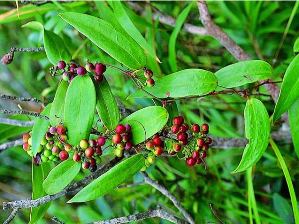 Thổ phục linh thanh nhiệt, giải độc, giúp bảo vệ gan và thận trong quá trình điều trị vảy nến