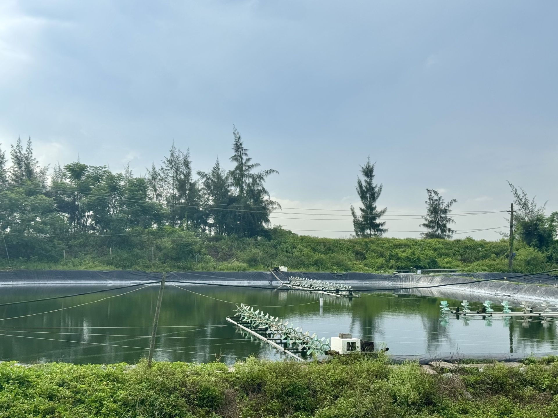 Chăn nuôi phát triển theo hướng trang trại, ứng dụng công nghệ cao, đảm bảo an toàn dịch bệnh và bảo vệ môi trường;