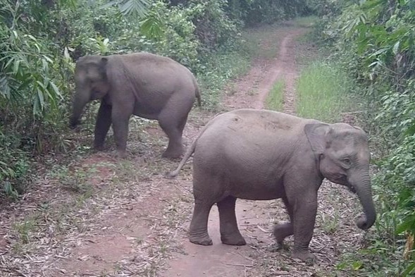 Hình ảnh voi hoang dã trong rừng của tỉnh Đồng Nai được tổ chức Humane World for Animals chụp được. Hình ảnh voi hoang dã trong rừng của tỉnh Đồng Nai được tổ chức Humane World for Animals chụp được.