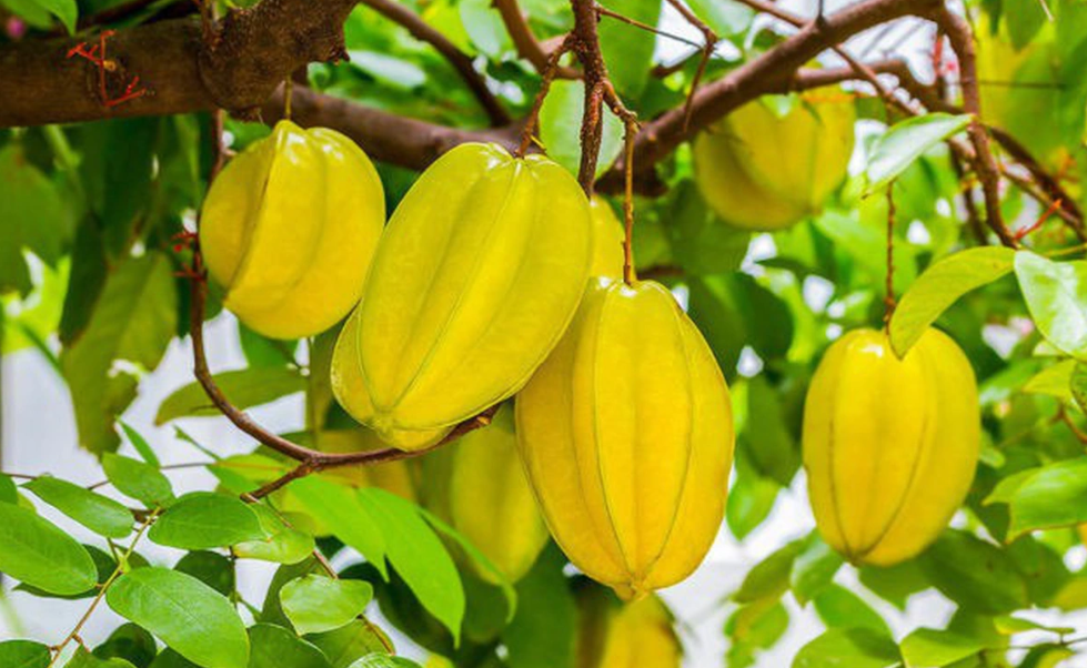 Loại quả không cần chăm vẫn sai trĩu cành, lại chứa nhiều lợi ích cho sức khỏe