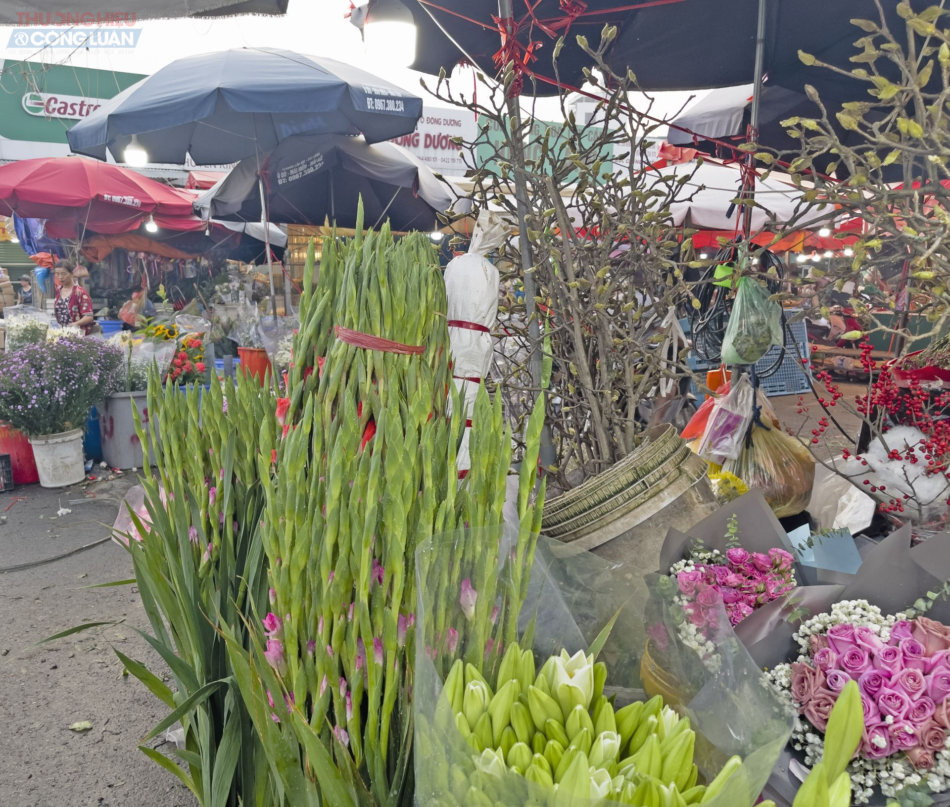 Ảnh 8: Bình minh lên, sương sớm phủ nhẹ trên những cánh hồng đỏ thắm. Ảnh 8: Bình minh lên, sương sớm phủ nhẹ trên những cánh hồng đỏ thắm.