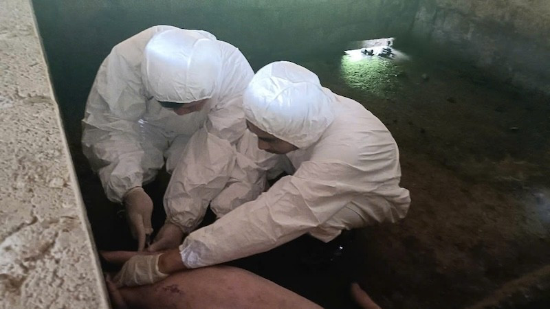 Lực lượng chức năng lấy mẫu bệnh phẩm trên đàn lợn tại xã Yên Phong (Thái Nguyên). Ảnh: TUẤN SƠN Lực lượng chức năng lấy mẫu bệnh phẩm trên đàn lợn tại xã Yên Phong (Thái Nguyên). Ảnh: TUẤN SƠN