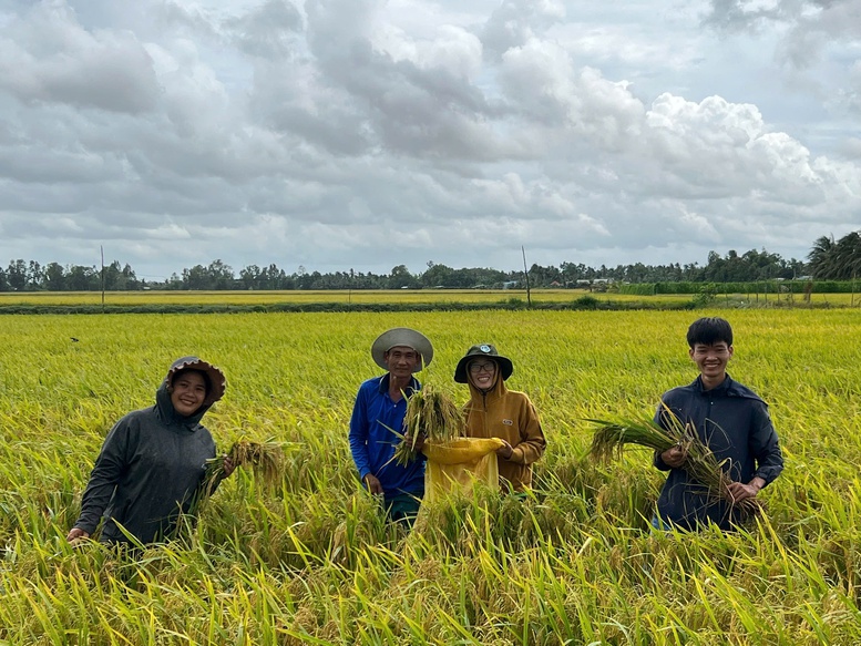 Vĩnh Long nhân rộng mô hình lúa chất lượng cao, phát thải thấp