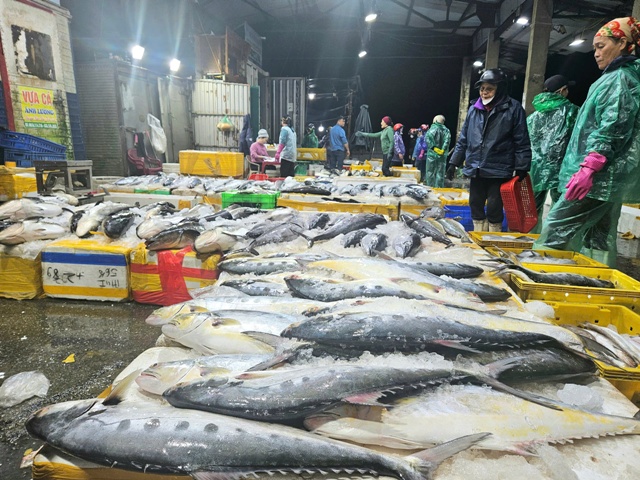 Khai thác thủy sản Quảng Trị duy trì ổn định, sản lượng gần 95.000 tấn