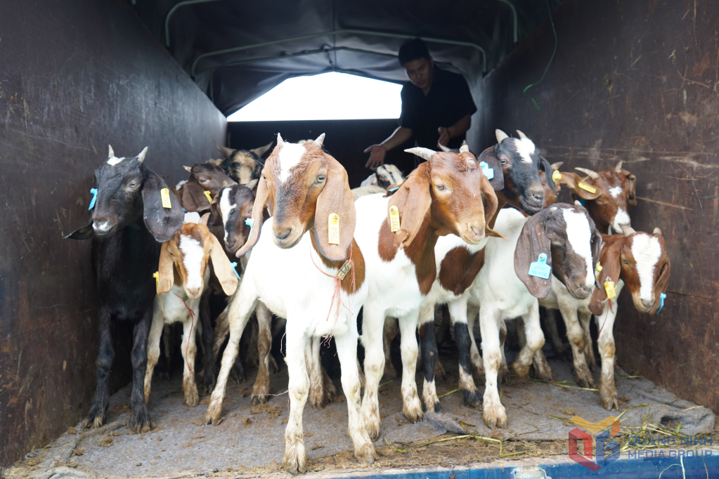 Trung tâm Khuyến nông tỉnh giao con giống cho các hộ tham gia mô hình chăn nuôi dê lai sinh sản gắn với phát triển sản xuất hàng hóa tại phường Yên Tử.