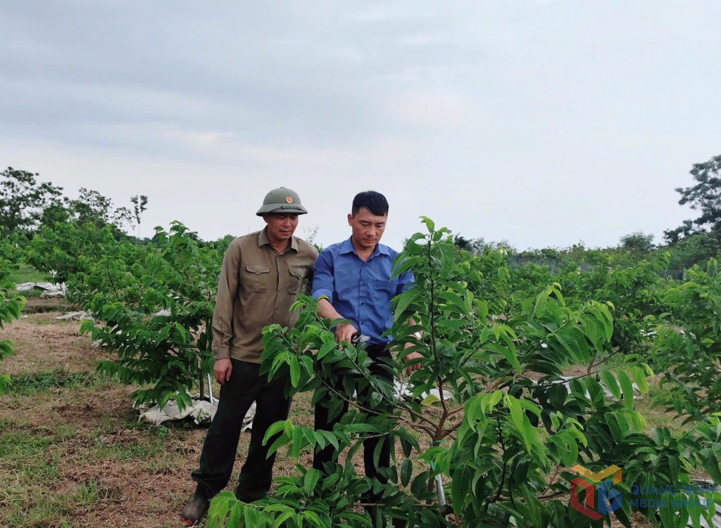 Cán bộ Trung tâm Khuyến nông tỉnh Quảng Ninh hướng dẫn người dân xã Đầm Hà kỹ thuật chăm sóc cây na.
