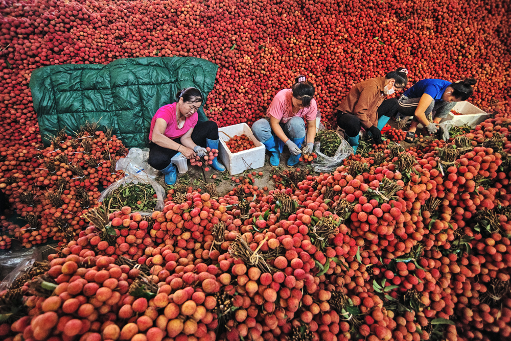 Vải thiều là một trong những mặt hàng nông sản của tỉnh Bắc Ninh được xuất khẩu nhiều sang thị trường Trung Quốc. Vải thiều là một trong những mặt hàng nông sản của tỉnh Bắc Ninh được xuất khẩu nhiều sang thị trường Trung Quốc.