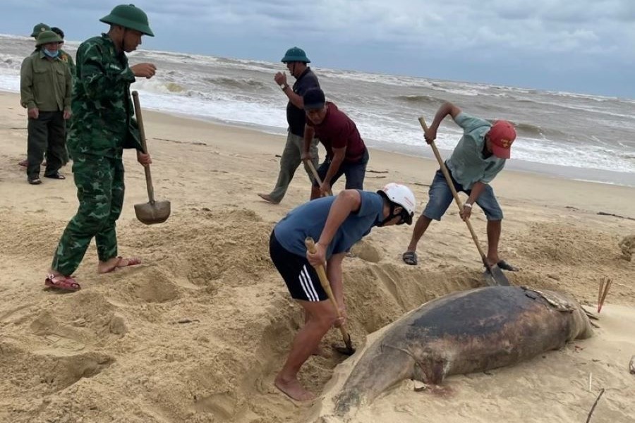 Quảng Trị: Phát hiện cá heo nặng 150kg chết trôi vào bờ biển Nhật Lệ