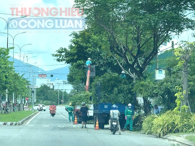 Cắt tỉa cành phòng bão số 12.