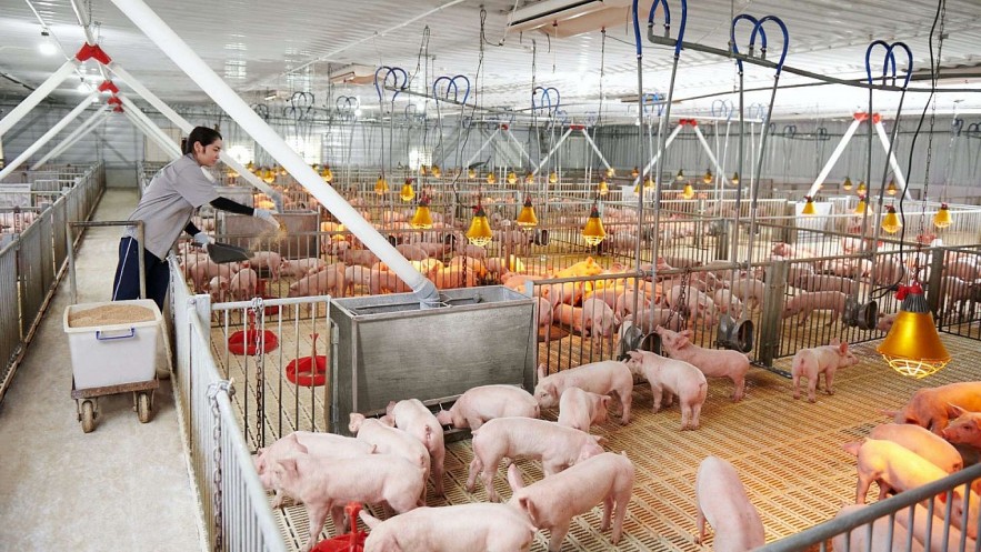 Giá heo hơi hôm nay 22/10: Miền Bắc ổn định, miền Nam tăng nhẹ