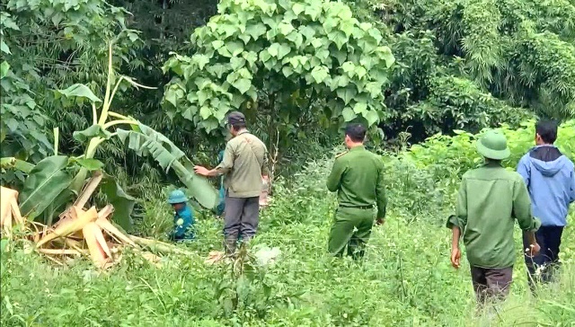 Lâm Đồng: Cảnh báo voi rừng tấn công người dân địa phương