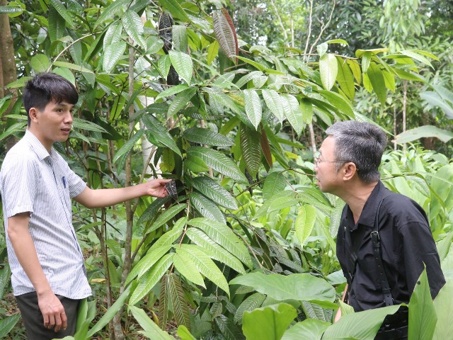 Phát huy giá trị cây chè hoa vàng, hướng tới sinh kế bền vững ở xã Tiền Phong